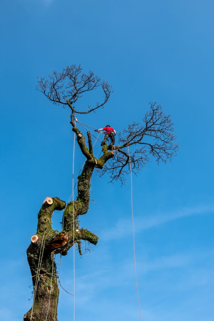 Baumpflege Trier