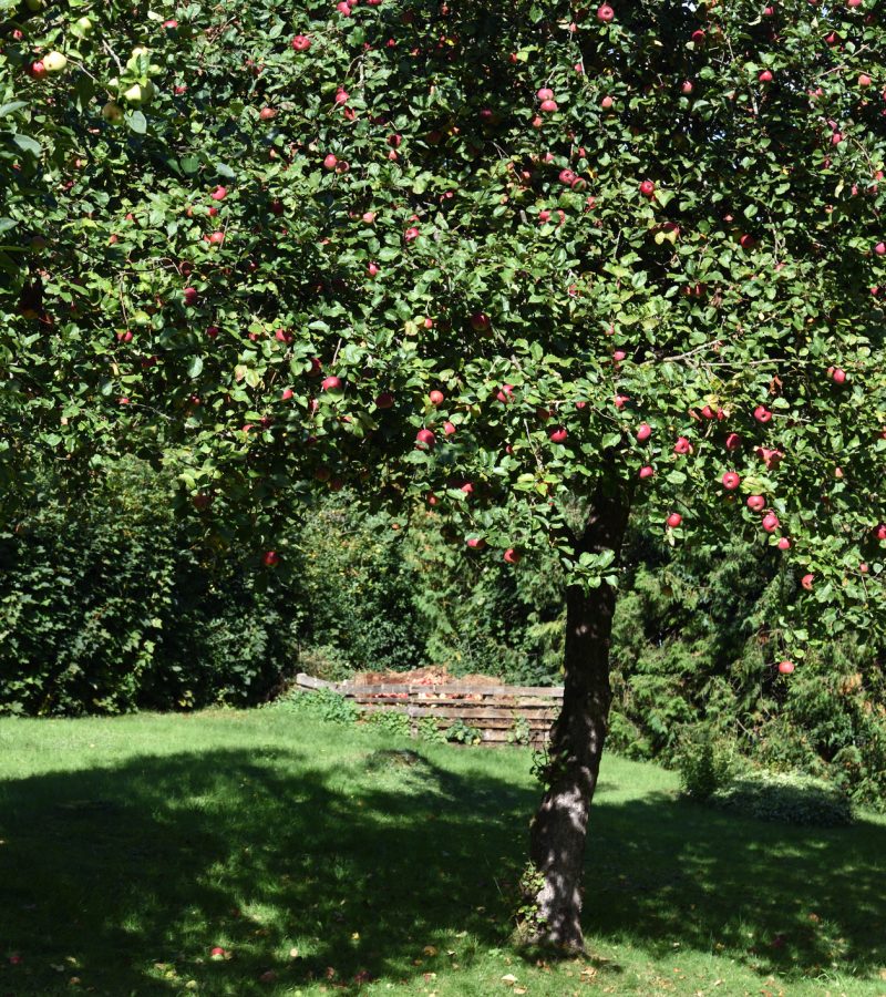 Obstbaumschnitt Baumpflege Trier